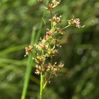 juncus_acutiflorus3md