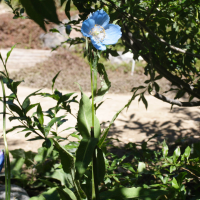 Meconopsis grandis (Grand méconopsis, Pavot bleu géant)