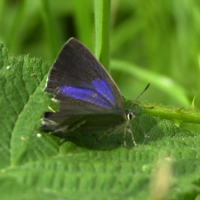 Neozephyrus quercus (Thécla du chêne)