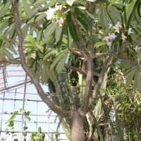 Pachypodium lamerei (Pachypodium, Palmier de Madagascar)