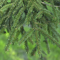 Picea orientalis (Sapinette d'Orient)
