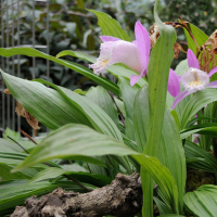 pleione_formosana4md