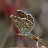 polyommatus_icarus6bd