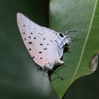 Pseudolycaena damo (Lycène)