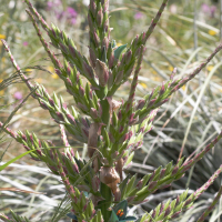 puya_alpestris2md