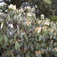 Rhododendron grande (Rhododendron)