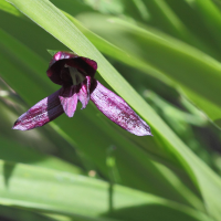 Roscoea alpina (Roscoea, Gingembre-orchidée)