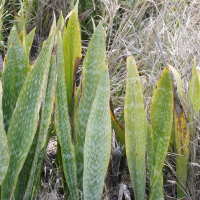 Sansevieria (Sanseviera) metallica (Sansevière, Langue de belle-mère)