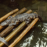 alligator_mississipiensis4md