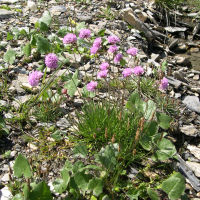 allium_senescens_montanum1md (Allium senescens montanum)