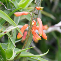 aloe_ciliaris2md (Aloe ciliaris)