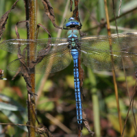 anax_imperator5bd (Anax imperator)