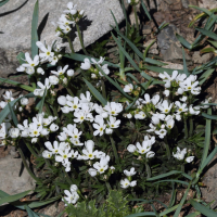 Androsace adfinis ssp. brigantiaca (Androsace de Briançon)