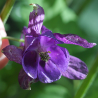 aquilegia_einseleana3bd (Aquilegia einseleana)