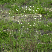 Berteroa incana (Bertéroa blanchâtre)