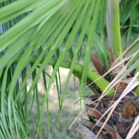 brahea_edulis2md (Brahea edulis)