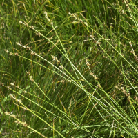 carex_echinatamd (Carex echinata)