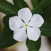 catharanthus_roseus5md