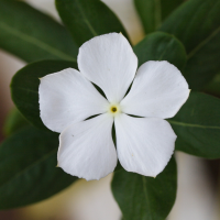 catharanthus_roseus5md (Catharanthus roseus)