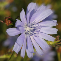 Cichorium_intybus (Cichorium intybus)