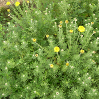 Cota tinctoria (Camomille jaune, Camomille des teinturiers)