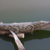 crocodylus_niloticus5md