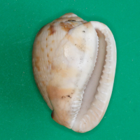 Cypraecassis testiculus (Casque réticulé)