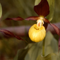 cypripedium_calceolus3mcf (Cypripedium calceolus)