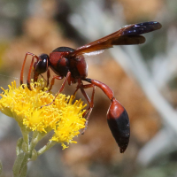 delta_dimidiatipenne4bd (Delta dimidiatipenne)