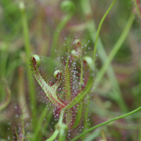 drosera_binata7bd (Drosera binata)