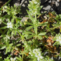 galium_megalospermum2md