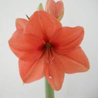 hippeastrum_sp3md