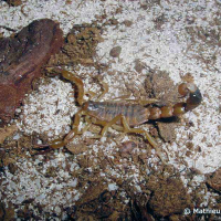 Isometrus maculatus (Scorpion commun des maisons)