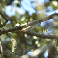 Italochrysa litalica (Chrysope de Rossi)
