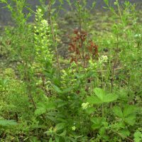 Lepidium campestre (Passerage champêtre)