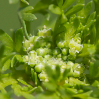 Lepidium_didymum