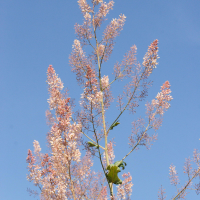 macleaya_cordata2md