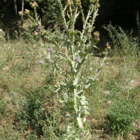 onopordum_acanthium5md