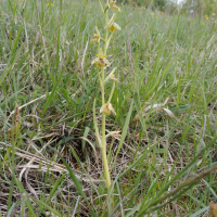 Ophrys virescens (Ophrys verdissant)