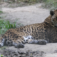 Panthera onca (Jaguar)