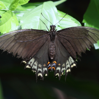 Papilio glaucus (Papilio (Eastern Tiger Swallowtail))