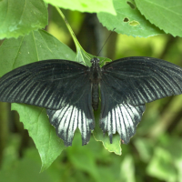 Papilio lowi (Asian swallowtail)