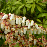 pieris_formosa3bmd