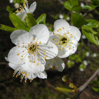 Prunus_cerasifera