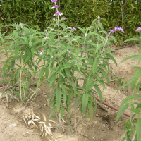 Salvia leucantha (Sauge à fleurs blanches)
