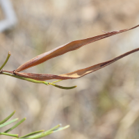 Secamone_sparsiflora (Secamone sparsiflora)