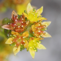 sedum_alpestre2bd