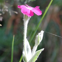 silene_coronaria4md