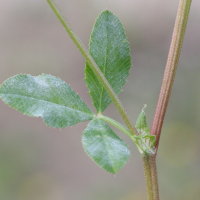 trifolium_hybridum3md (Trifolium hybridum)