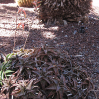 Aloe jucunda (Aloès)